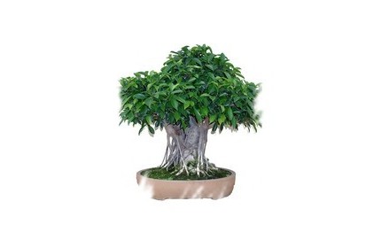 Ficha Cultivo - Ficus Retusa