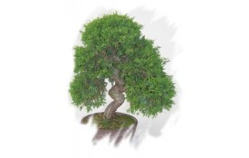Ficha Cultivo - Juniperus