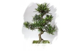 Ficha Cultivo - Podocarpus