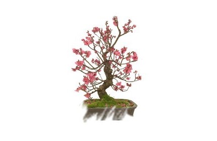 Ficha Cultivo - Prunus Mume