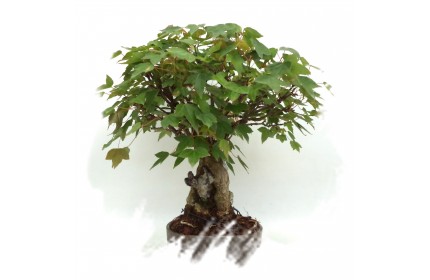 Ficha Cultivo - Acer Buergerianum (Tridente)