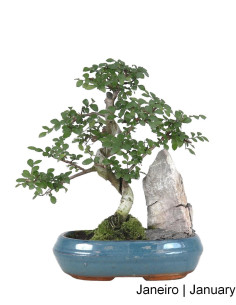 Ulmeiro Bonsai von 12 Jahren