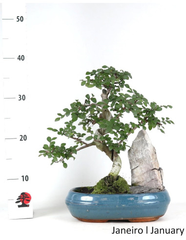 Ulmeiro Bonsai di 12 anni