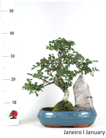 Ulmeiro Bonsai di 12 anni