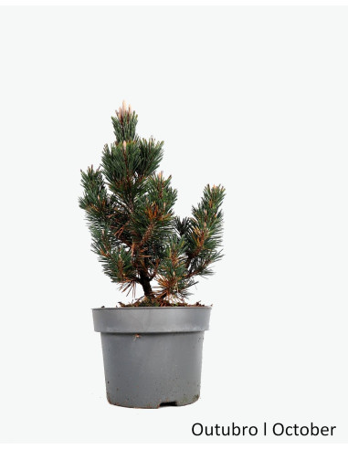 Pino Thunbergii Kotobuki Pre Bonsai di 10 anni