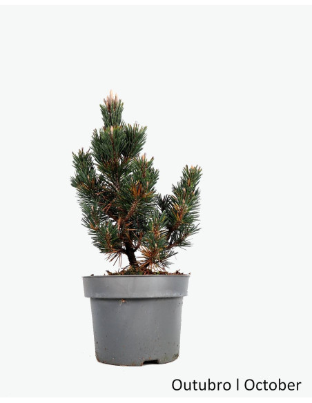 Pinheiro Thunbergii Kotobuki Pré Bonsai de 10 anos