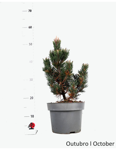 Thunberg-Kiefer Kotobuki Pre-Bonsai, 10 Jahre alt