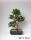 Ficus Retusa 17 anos