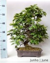 Prunus Mume 32 anos