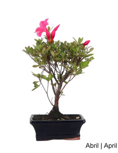 Azalea Bonsai de 7 anos