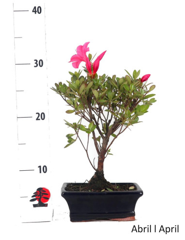 Azalea Bonsai di 7 anni