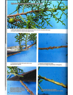 Libro - Bonsái Pasión - Técnicas para Formar Sabinas (Juniperus) 2