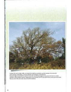 Libro - Bonsai Passion - Aprendiendo de los Árboles 2