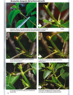 Libro - Bonsái Pasión - Prunus Mume y Prunus Mahaleb 2