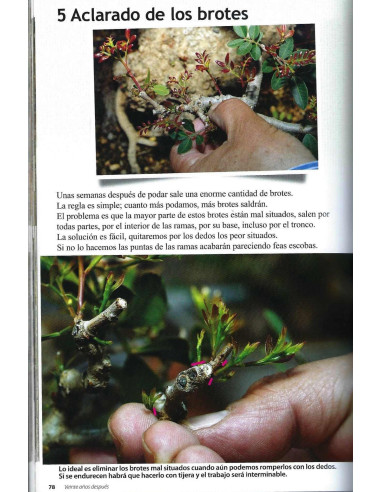 Buch - Bonsai Passion - Die Mastixbäume im Bonsai 20 Jahre später