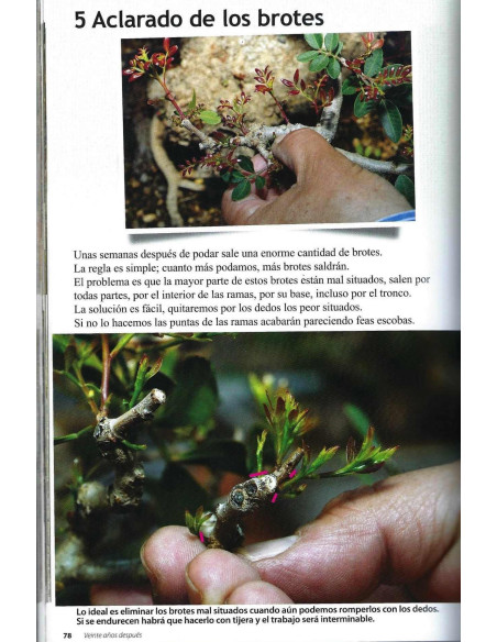 Buch - Bonsai Passion - Die Mastixbäume im Bonsai 20 Jahre später