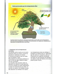Buch - Bonsai Passion - Wissenschaftlicher Bonsai-Kurs (1) 2