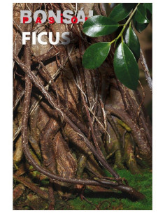 Libro - Pasión por el Bonsái - Ficus