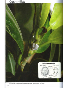 Libro - Pasión por el Bonsái - Ficus 2