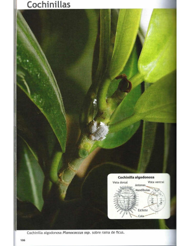 Libro - Pasión por el Bonsái - Ficus