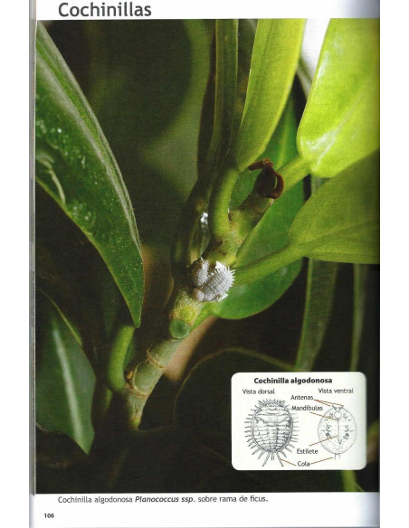 Buch - Bonsai Passion - Ficus