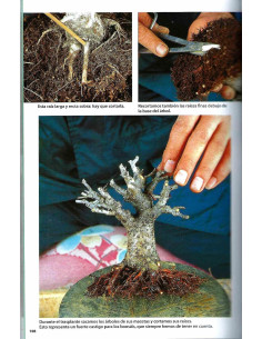 Livre - Bonsai Passion - Cours de Bonsaï Scientifique (2) 2
