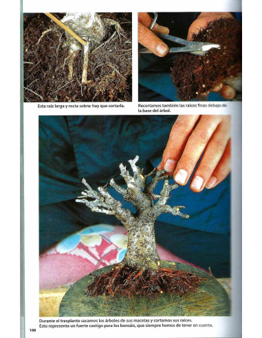 Libro - Bonsai Passion - Curso de Bonsái Científico (2)
