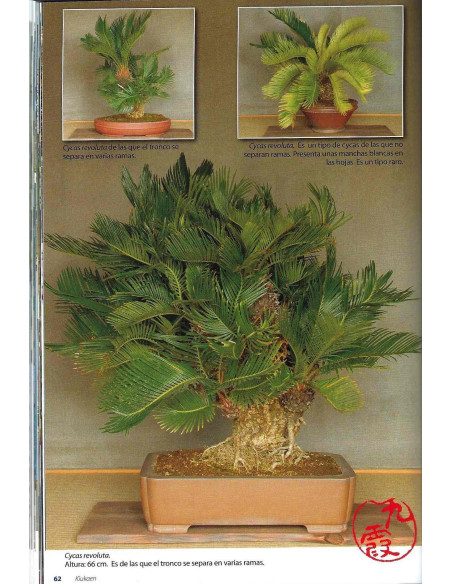 Libro - Bonsai Passion - KIUKAEN