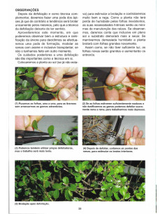 Guide du Bonsai - Orme - L'Art de Modelage la Nature 2