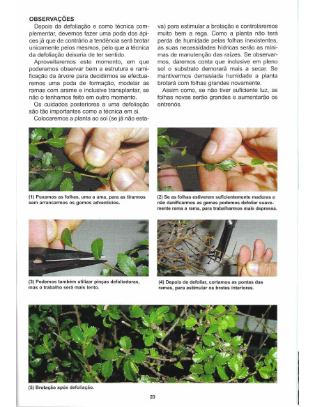Bonsai-Guide - Ulme - Die Kunst, die Natur zu gestalten
