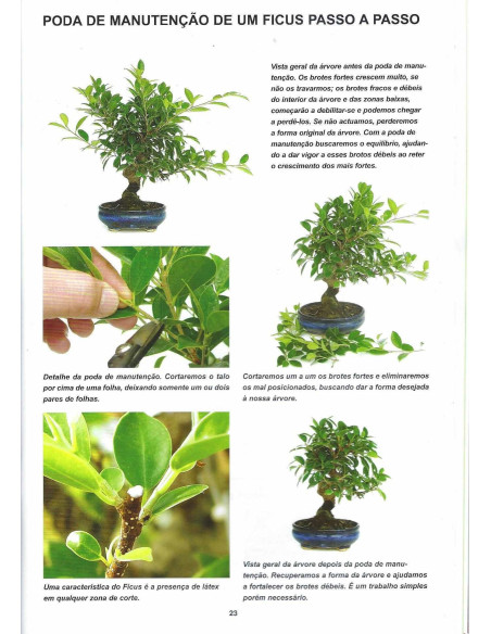 Guía de Bonsai - Ficus - El Arte de Formar la Naturaleza