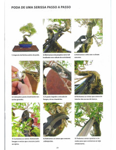 Guide to Bonsai - Serissa - The Art of Shaping Nature 2