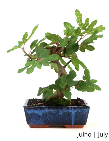 Luso Bonsai | Figueira Bonsai de 9 ans