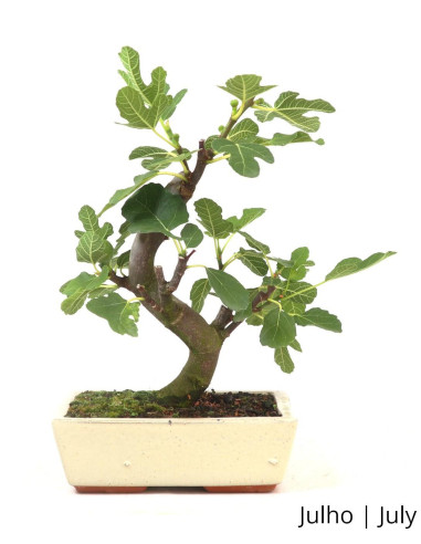 Luso Bonsai | Figueira Bonsai de 12 ans