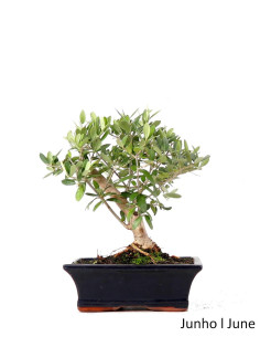 Oliveira Bonsai de 9 Jahre
