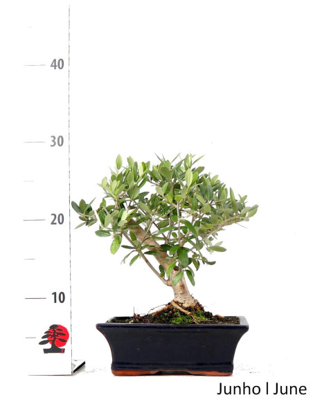 Oliveira Bonsai de 9 Años