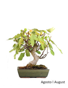 Higuera Bonsai de 17 Años