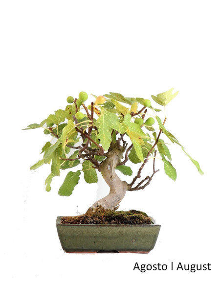 Ficus Bonsai von 17 Jahren