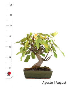 Ficus Bonsai di 17 Anni 2
