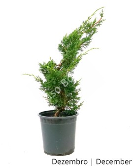Juniperus Sargentii 8 anos - Pré-Bonsai