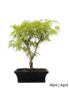 Acer Palmatum Dissectum Bonsai de 9 nœuds