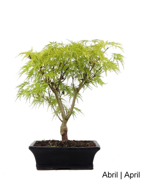 Acer Palmatum Dissectum Bonsai de 9 nœuds
