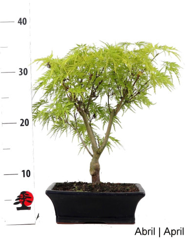 Acer Palmatum Dissectum Bonsai de 9 nos