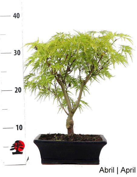 Acer Palmatum Dissectum Bonsai de 9 nos