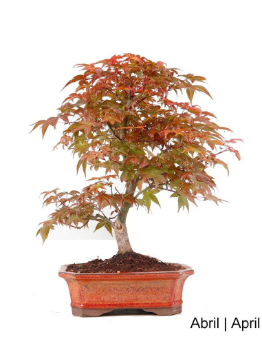 Luso Bonsai | Acer Palmatum Deshojo Bonsai de 29 Anos