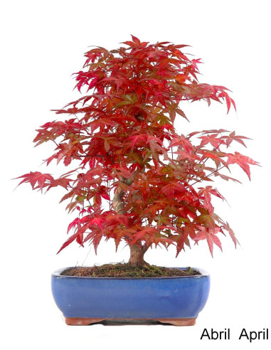 Luso Bonsai ← Acer Palmatum Deshojo Bonsai de 30 años