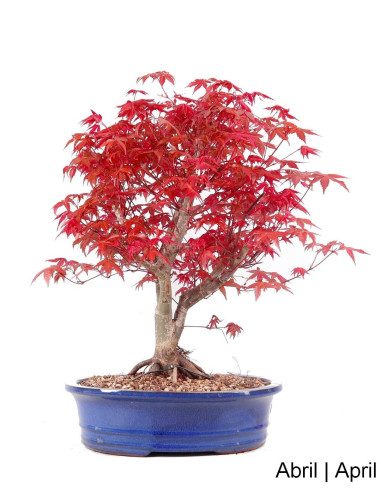 Luso Bonsai ← Acer Palmatum Deshojo Bonsai de 31 años