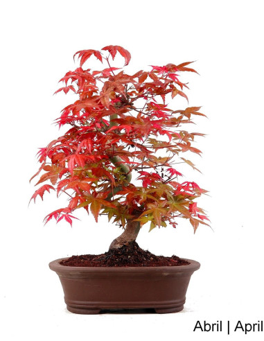 Luso Bonsai | Acer Palmatum Deshojo Bonsai de 32 ans