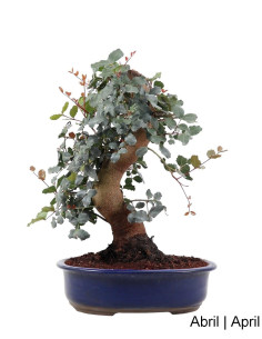 Carob Tree Bonsai of 29 years