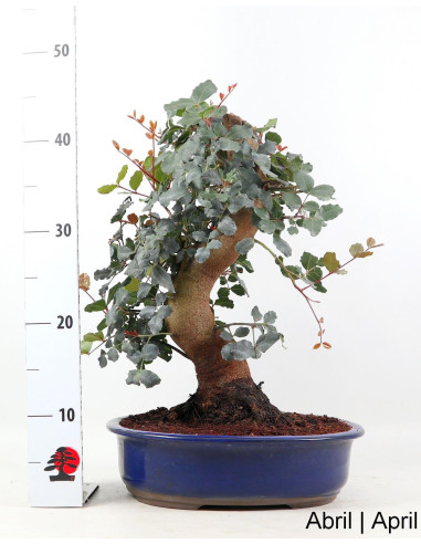 Alfarrobeira Bonsai de 29 anos